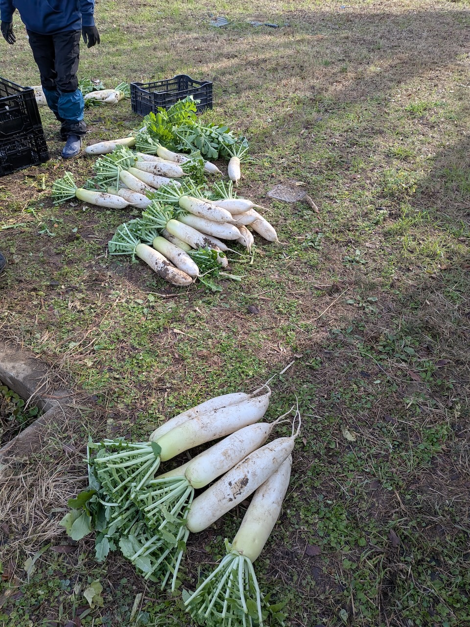 農福連携事業で収穫された有機大根が地面に並べられている様子