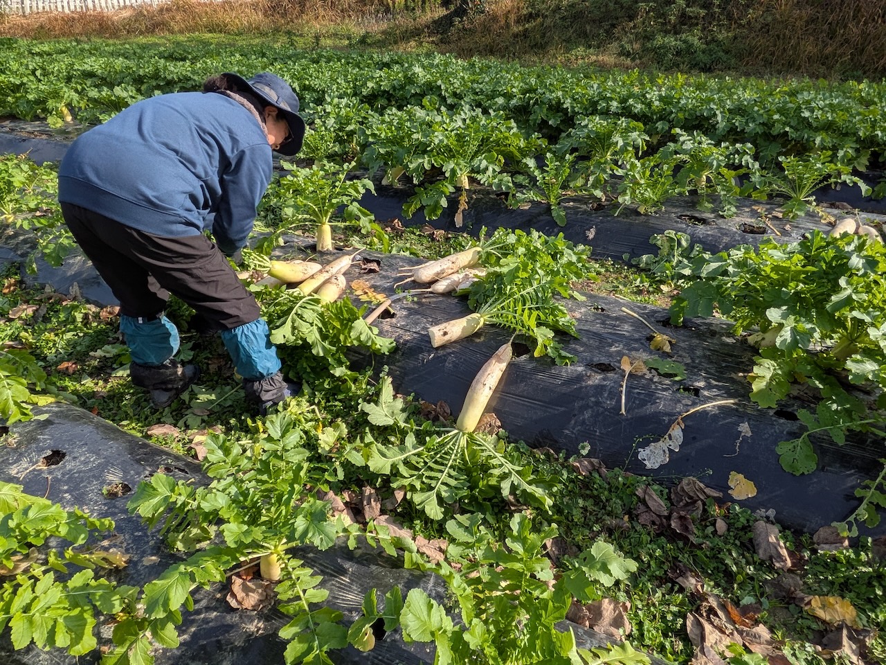 畑で育った有機大根を丁寧に収穫する農福連携事業の現場