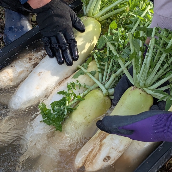 収穫後の有機大根を水洗いしながら品質を確認する農作業の様子
