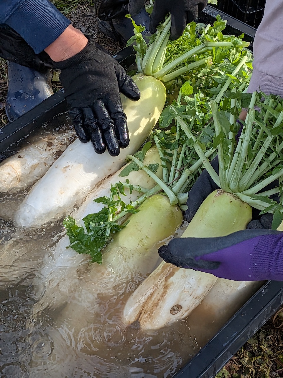 収穫後の有機大根を水洗いしながら品質を確認する農作業の様子