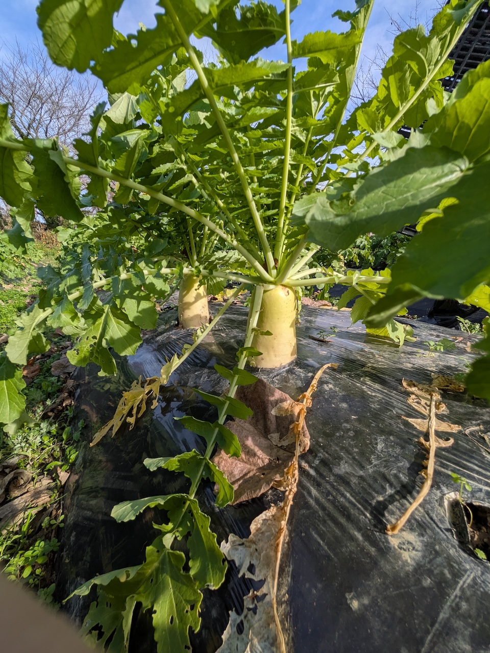 正助ふるさと村の畑で元気に育った有機大根の生育風景