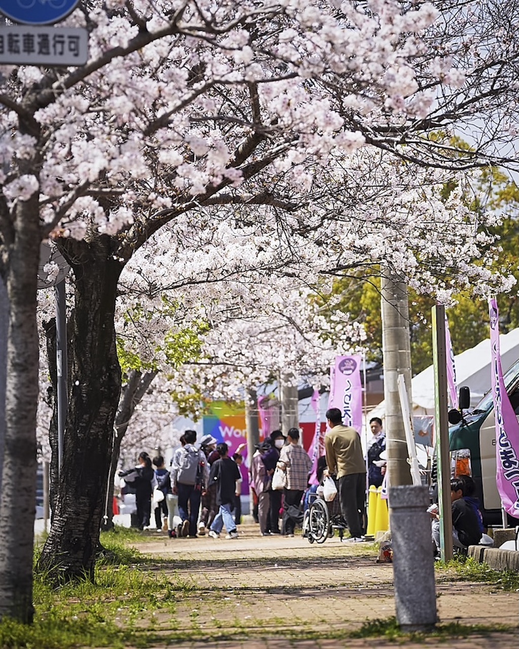 満開の桜並木の下を来場者が行き交う、くりえいと宗像桜まつりの会場風景