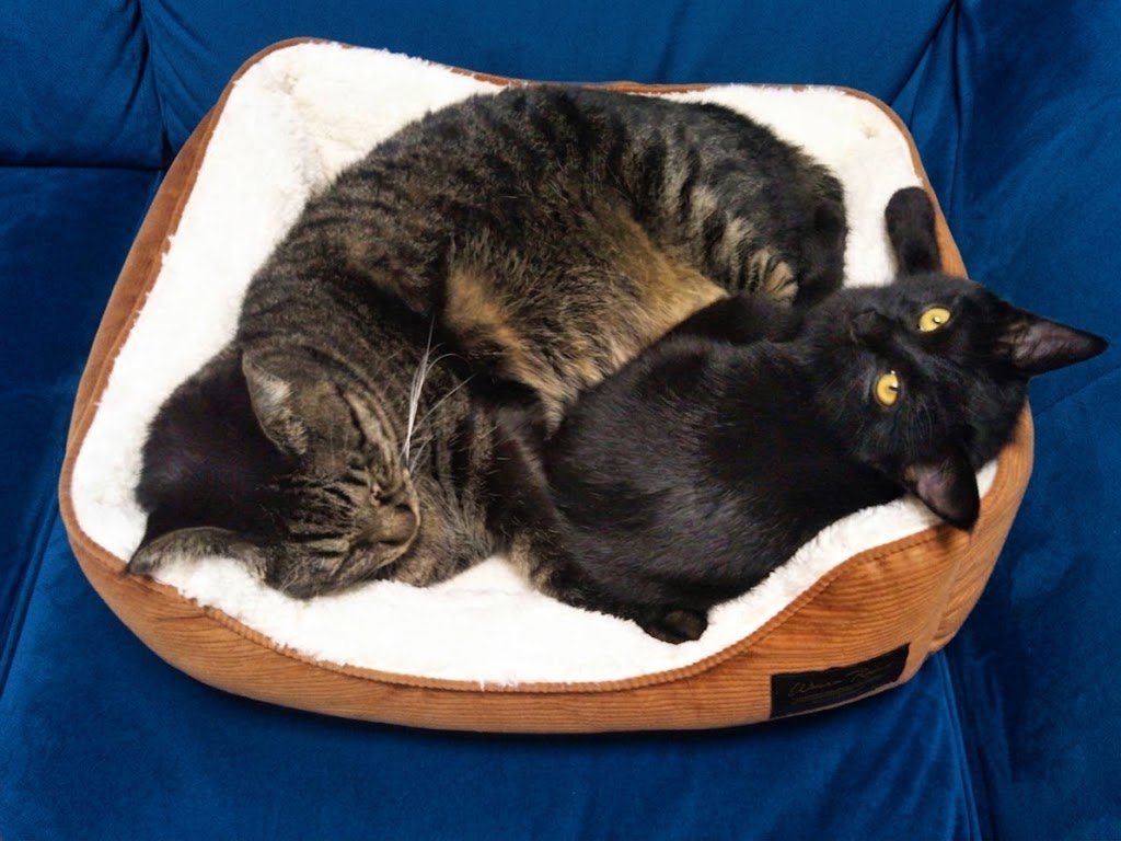 ふわふわのペットベッドで寄り添って眠るキジトラ猫と黒猫